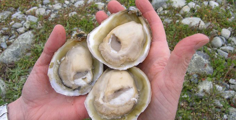 Parasite sparks Bluff oyster rahui