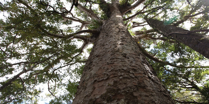 Kauri treasures disappearing offshore