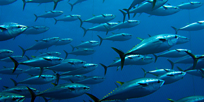 Tuna tainted by slave conditions