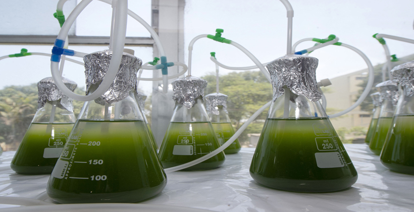 Search for gold in algae