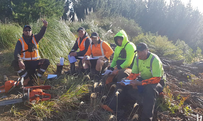 Tikanga helping build Maori forest business