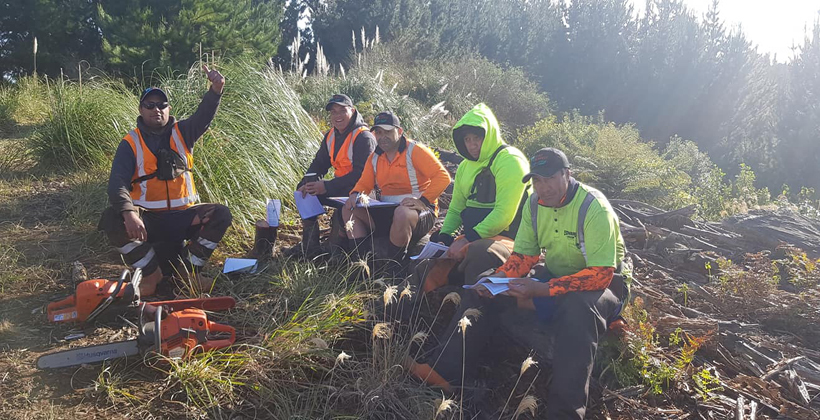 Tikanga helping build Maori forest business