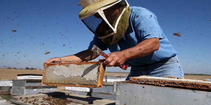 Bee keeping offers future for prisoners