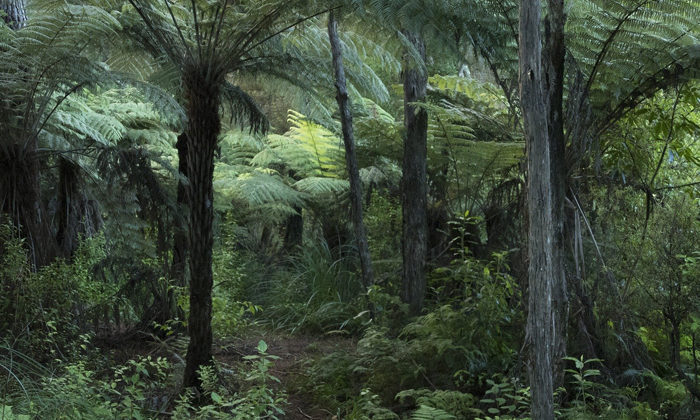 Billion Trees grants for Te Tai Tokerau