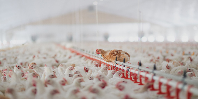 Chicken giant under scrutiny for farm practices