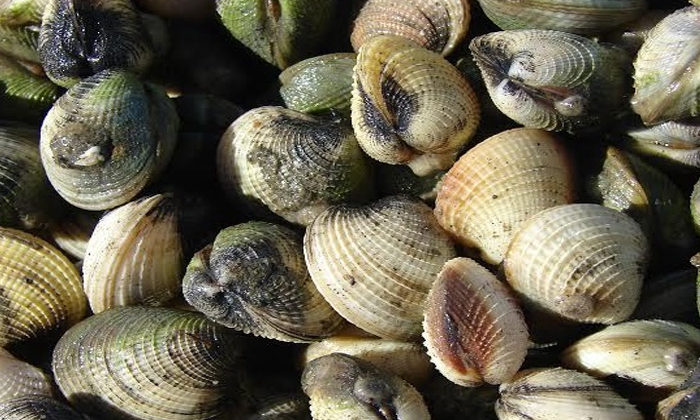 Thames coast shellfish beds hammered