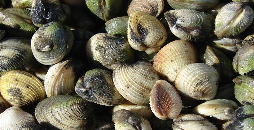 Thames coast shellfish beds hammered