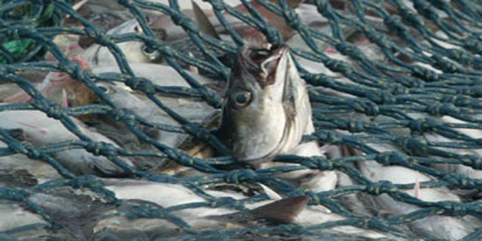 Crackdown on commercial fishers