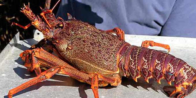 Hapu push to protect crayfish share