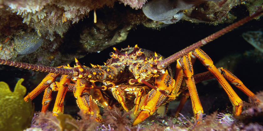 Crayfish collapse threatening Hauraki Gulf