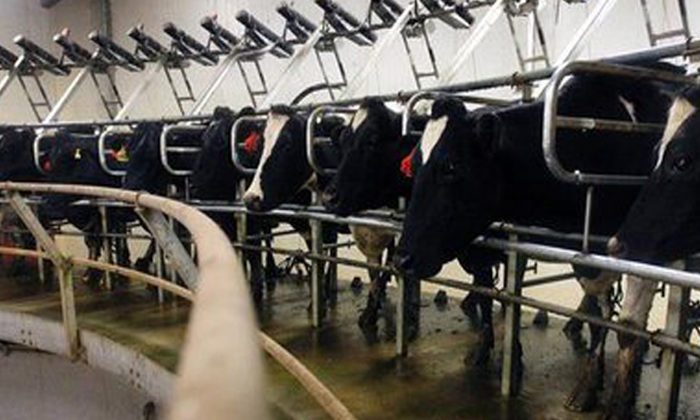 Dairy industry drops Māori from oversight role