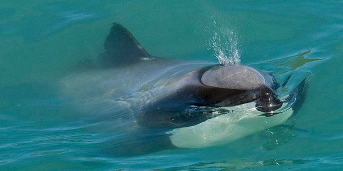 Oil licenses further threaten dolphins