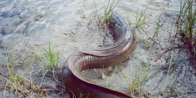 Mussel rope helps eels back home