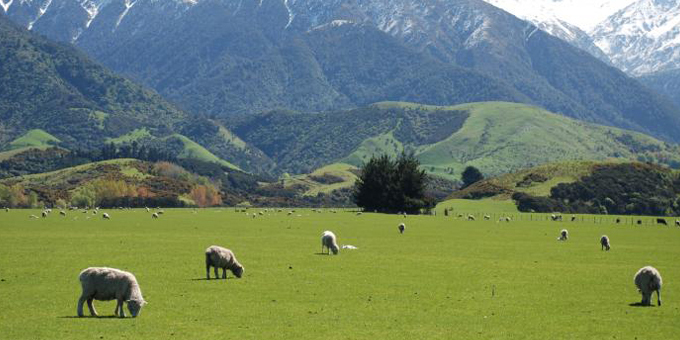Weightless network hooks Maori farmers to Internet of Things