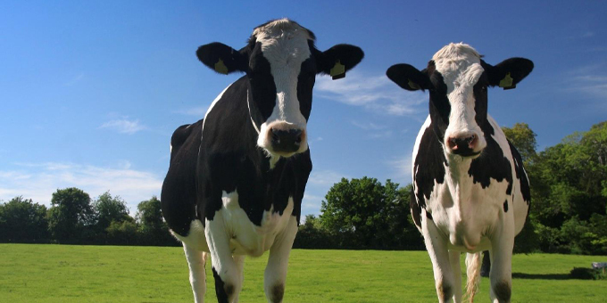 Dairy farm wins water award