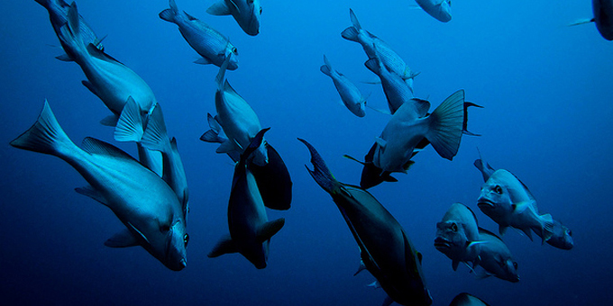 Pacific illegal tuna US$600m problem