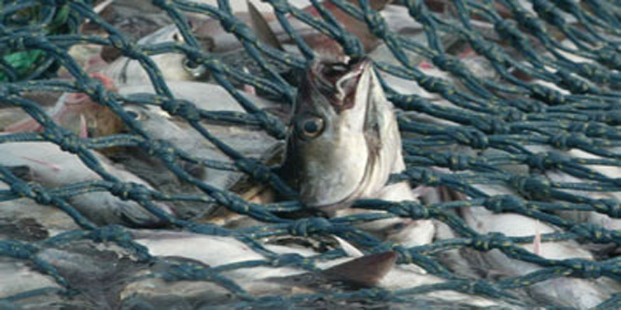 Urbans upset at fisheries cash grab