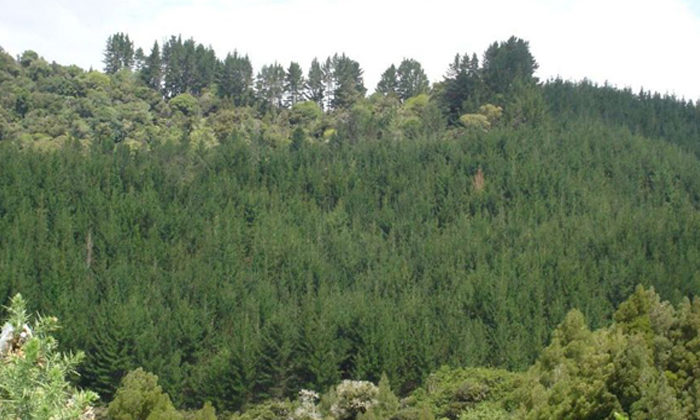 Forest split drives Māhaki hearing