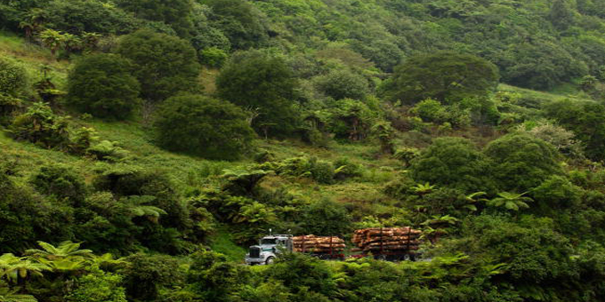 Taitokerau Maori foresters combine