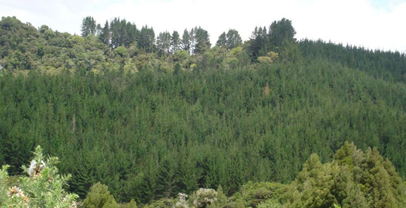 Scion hooks up with Māori foresters