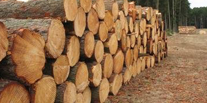 Forest buyers starving sawmills
