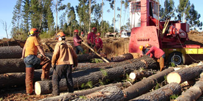 Fast track offer to forestry career