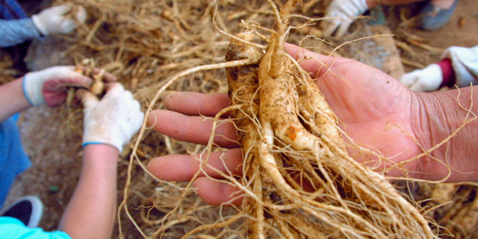 First ginseng crop ready for sale