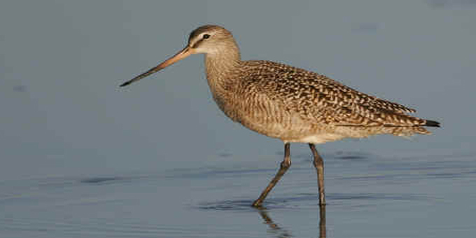 Godwit migration stop-off protected