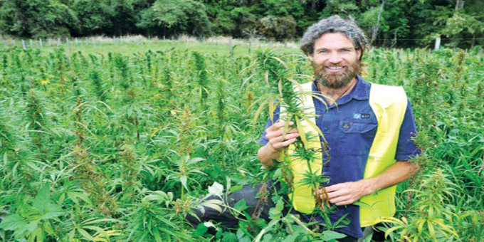 Hikurangi gears up for cannabis industry