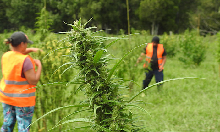 High times for Hikurangi as high THC cultivars approved