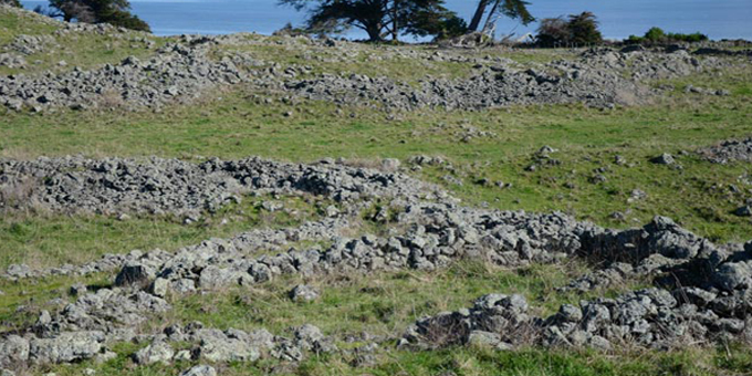 Mangere stone wall relics of Maori horticulture