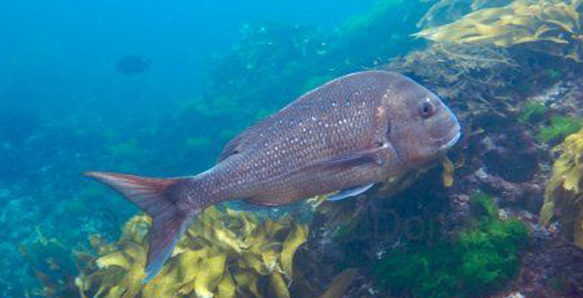 Fishing ban upsets iwi