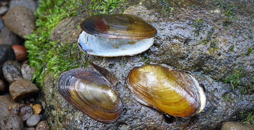 Trout predation threat to mussel population