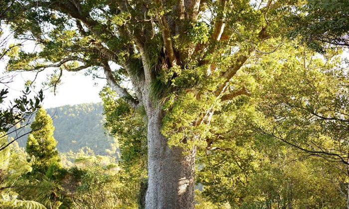 Shift from MPI would boost kauri recovery efforts