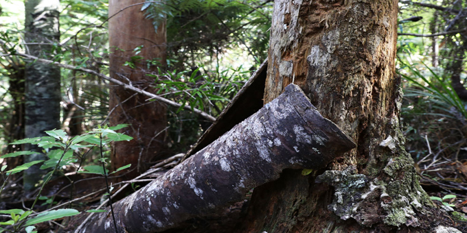Pines indentified as Kauri death incubator