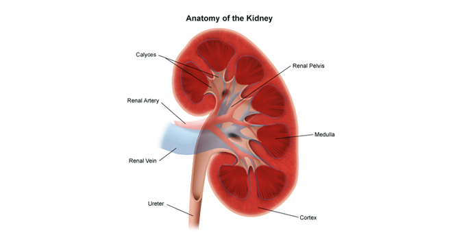 Whānau generous with kidneys