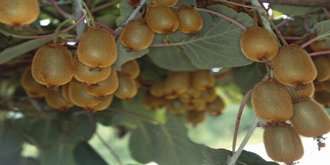 Rates relief for Omaio kiwifruit plan