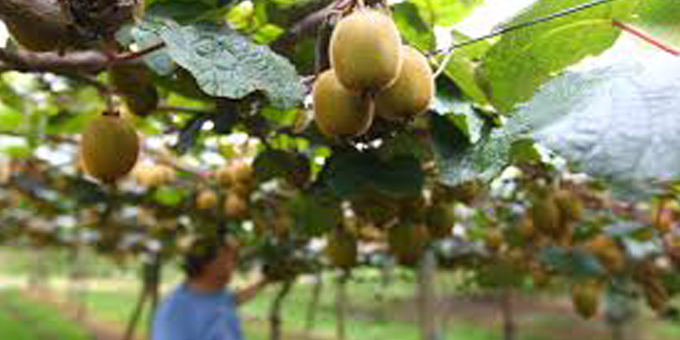 Strategic boost for Maori in kiwifruit