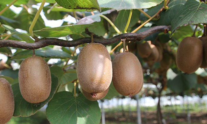 Powhiri as kiwifruit giant expands footprint