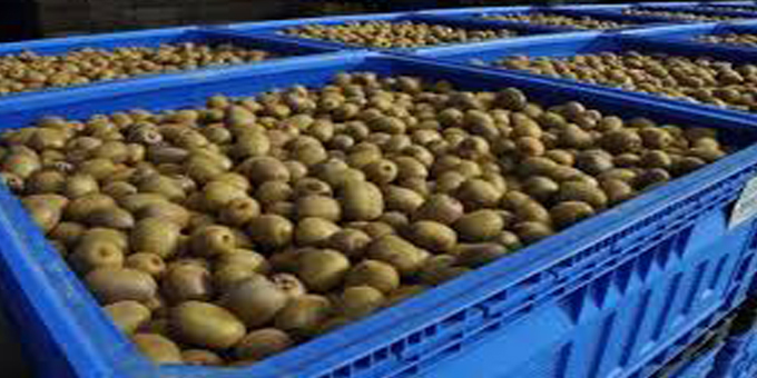 Trustee optimistic on kiwfruit future