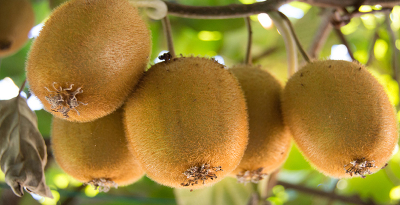 Irrigation grant option sparks hopes of kiwifruit gold