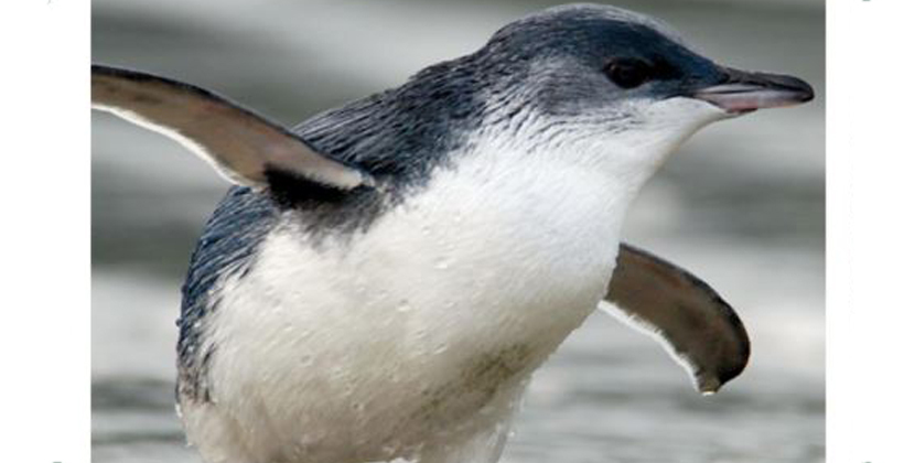 Penguins focus for renewed attack on Waiheke marina plan