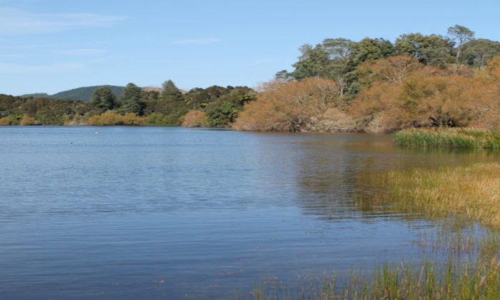 Lake Okaro closed by algal bloom