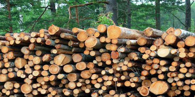 Log exports starving local processors
