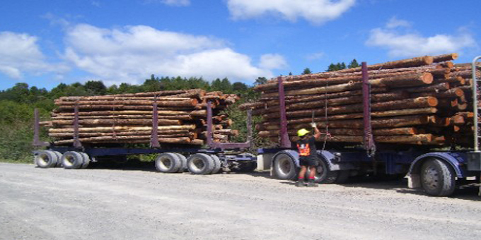 Cut forestry contracts the final straw