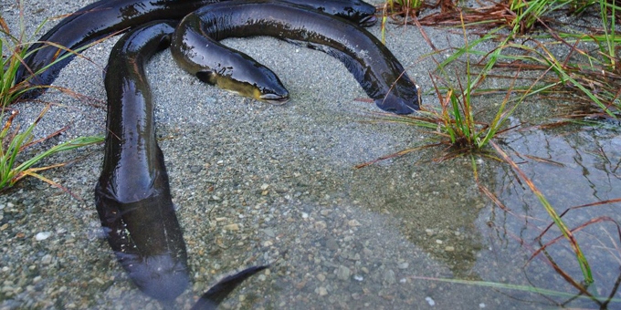 Wai Māori wants action on eels