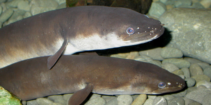 Habitat loss main threat to eels