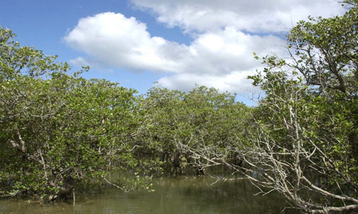 Mangroves destruction driving birds towards extinction