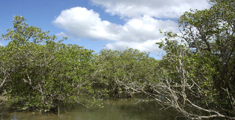 Mangroves destruction driving birds towards extinction - Waatea News ...
