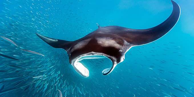 Manta rays miss out in protection bill